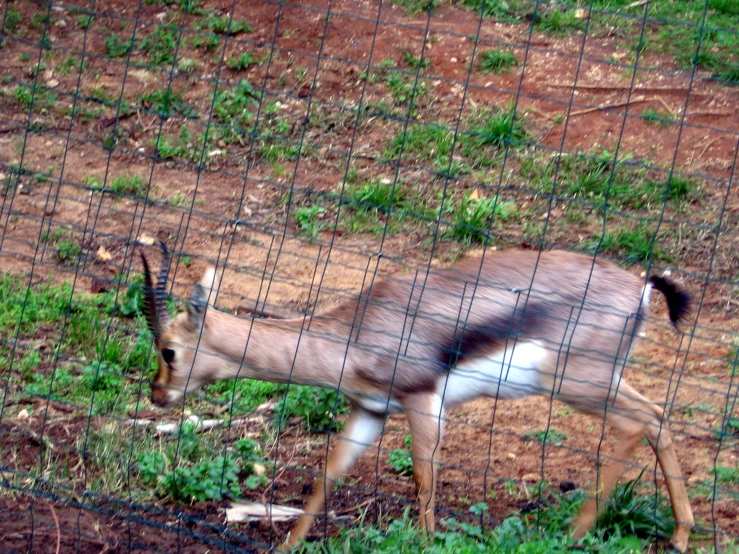 an antelope walking in an enclosed area