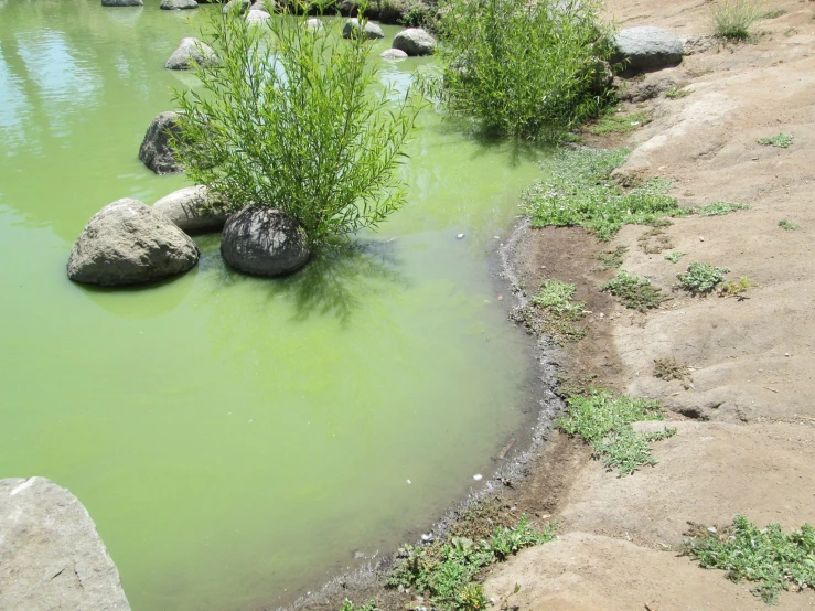 rocks and plants sticking out of the water in an arid area