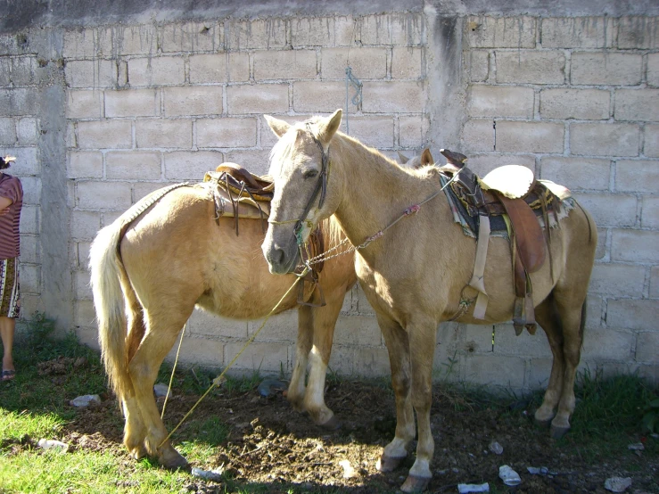 two horses tied up next to a brick wall