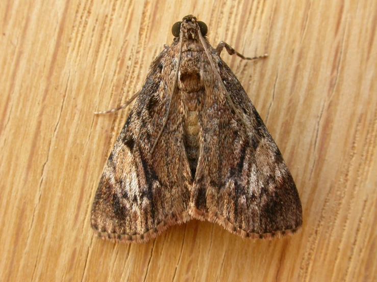 a moth rests on the table and looks for insects to eat