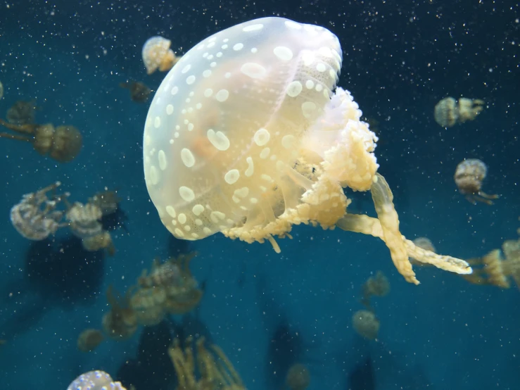 a close up of a jellyfish in a tank