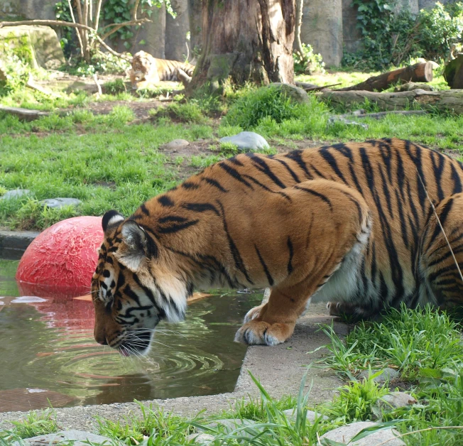 a tiger drinks water from the pond near a ball