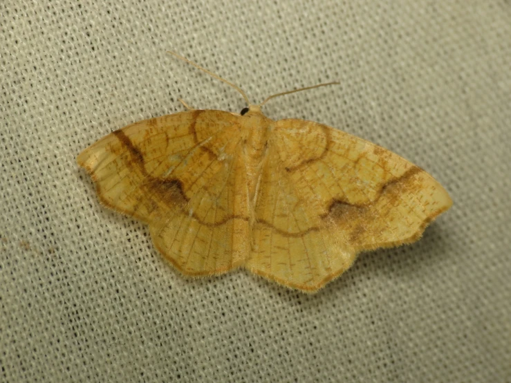a moth on a cloth area, that looks like it is dry