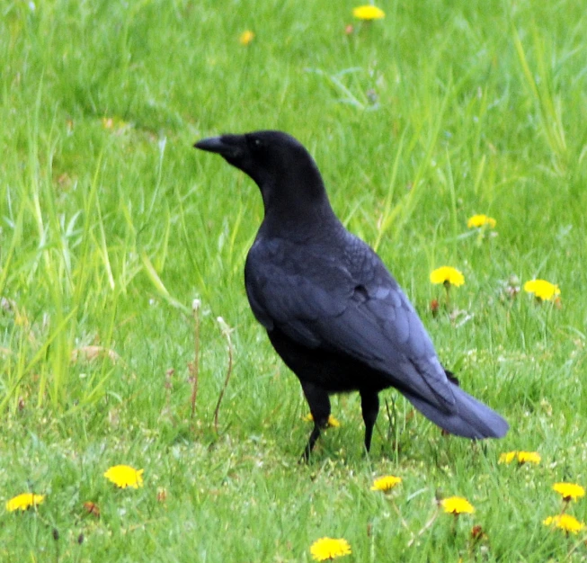 a black bird standing in the middle of a grassy field