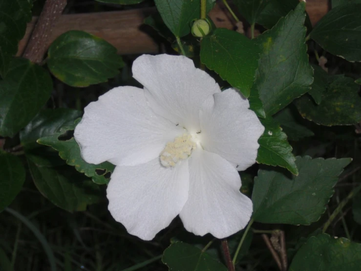 a close up of a white flower with green leaves