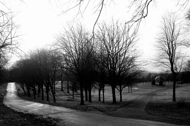 a path is shown between many trees on the other side