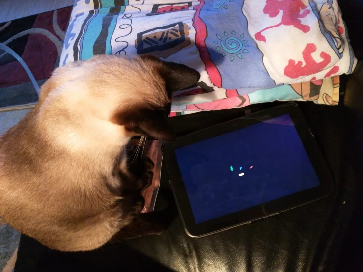 a cat looking at an object on top of a tablet