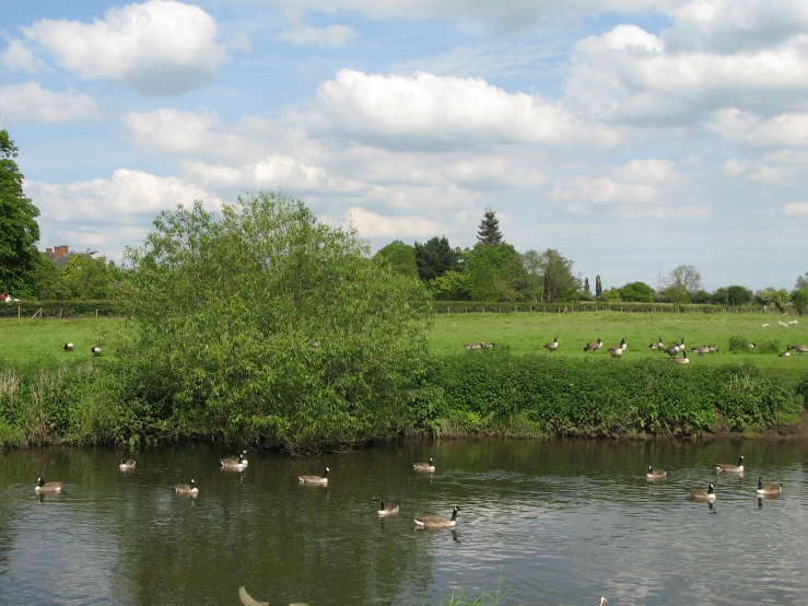 geese and ducks are in the water, and on the other side of the pond