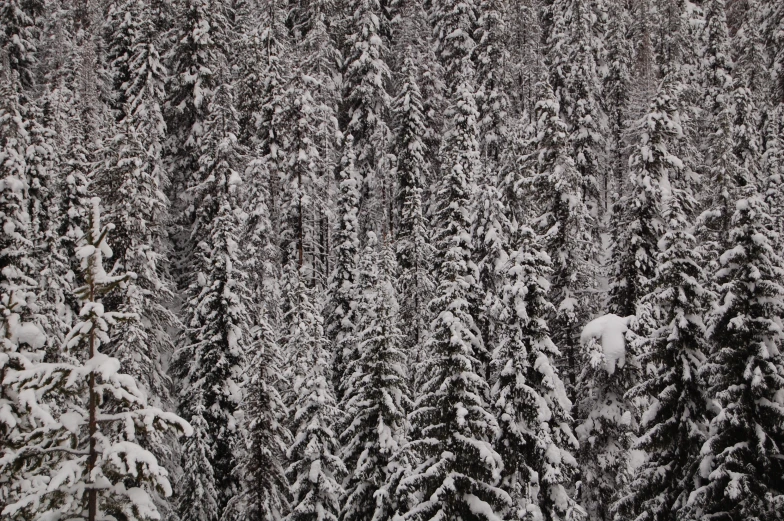 a forest filled with snow covered trees