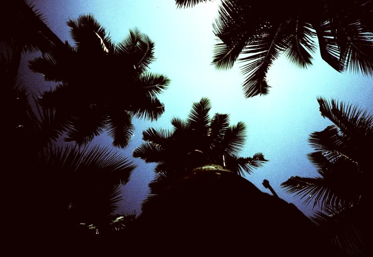 the silhouette of a group of trees against a blue sky