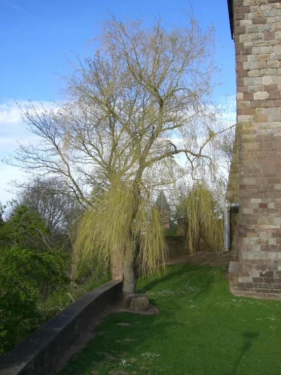 a tree with no leaves near a stone wall and cement box