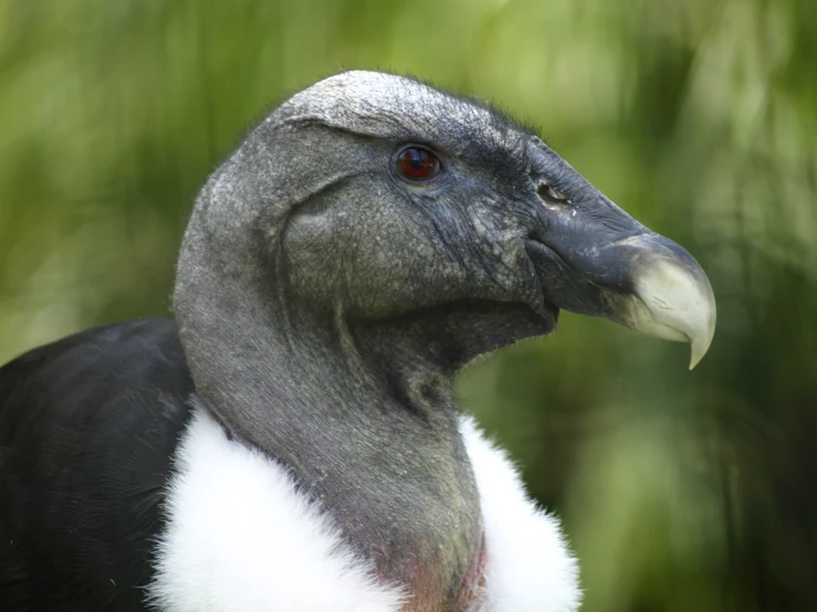 the black vulture is looking at soing in the distance