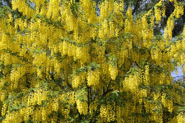 yellow flowered tree in full bloom with blue sky