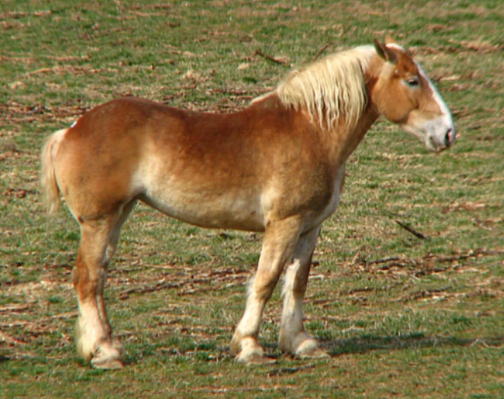 there is a small horse in the field