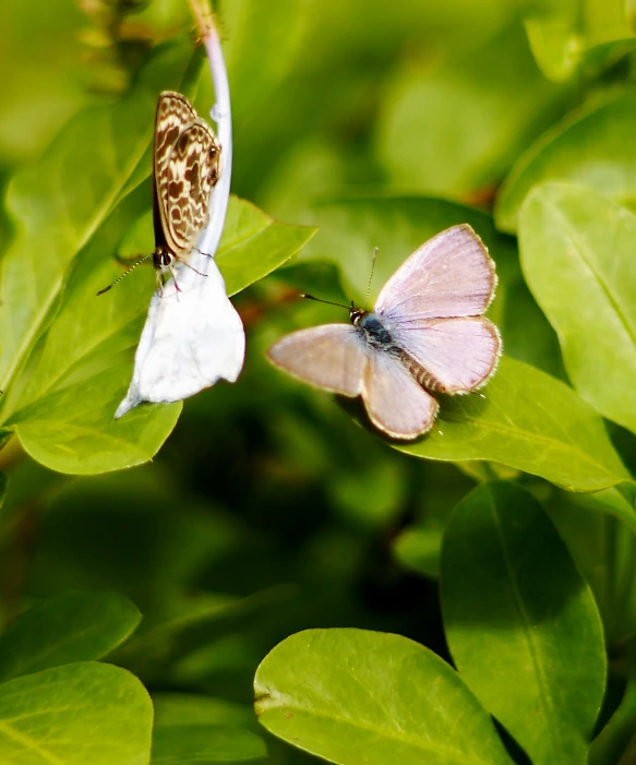 there are two small erflies sitting on the green leaves