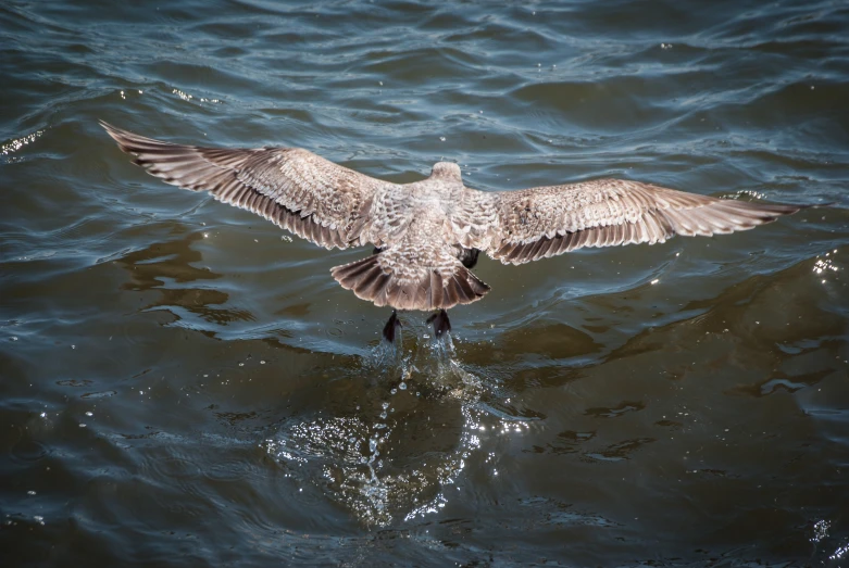 a bird flying with it's wings spread wide over water