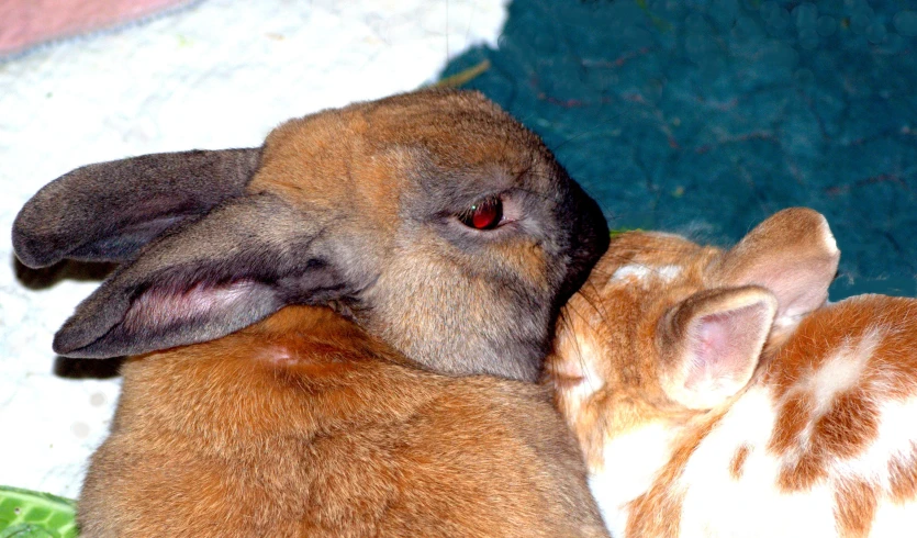 this is an image of an animal that is cuddling with a kitten