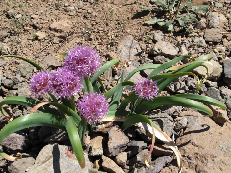 some purple flowers growing out of the rocks