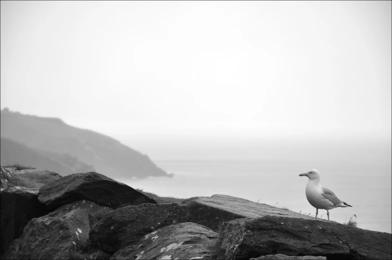 a bird on some rocks and water