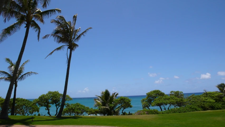 palm trees line the path to an ocean view