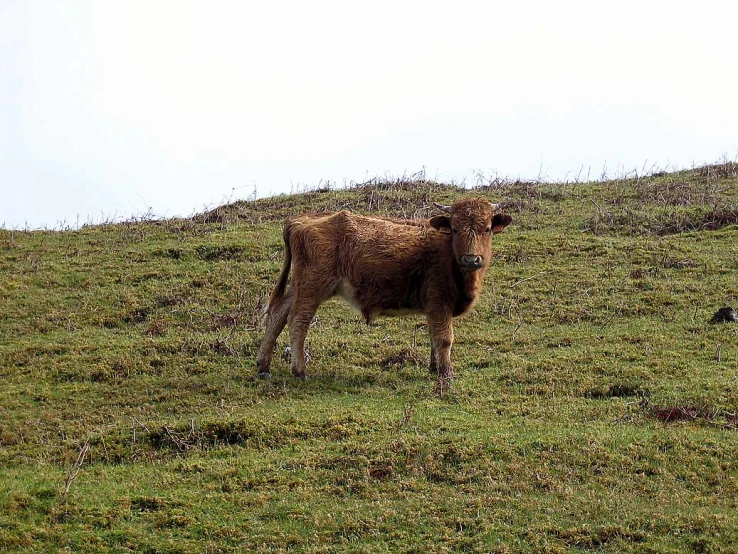 the cow is looking at me while standing in a green field