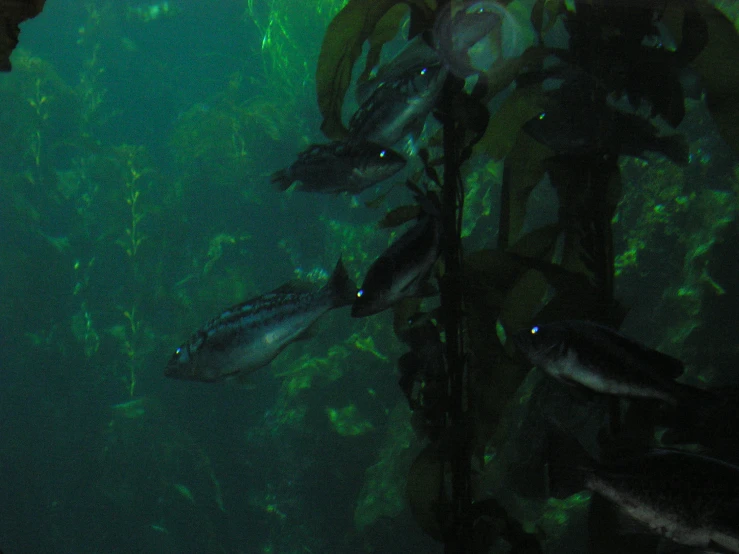 a number of fish on a plant with lots of green stuff