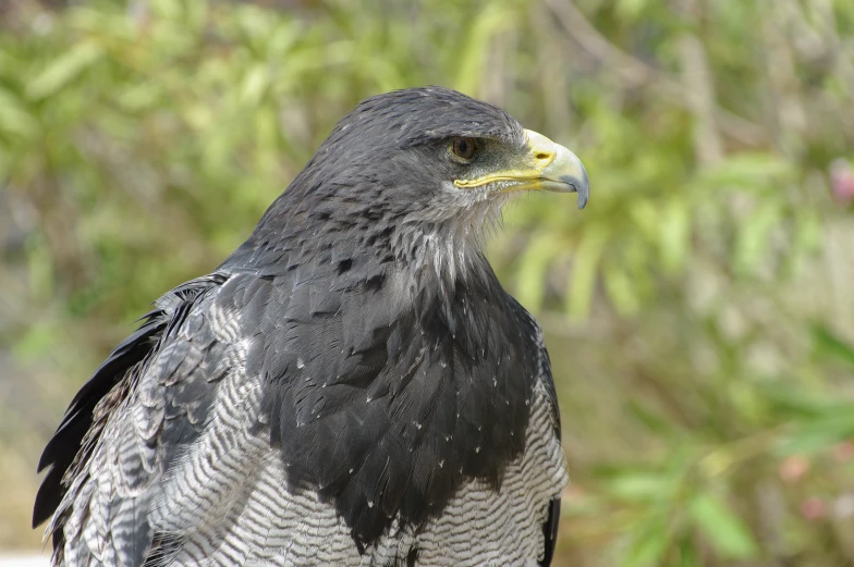 a bird with black feathers standing next to some trees