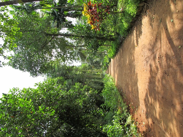 this is an image of a dirt road in the woods