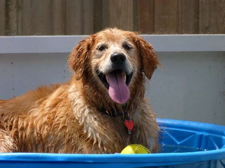a close up of a dog in a pool