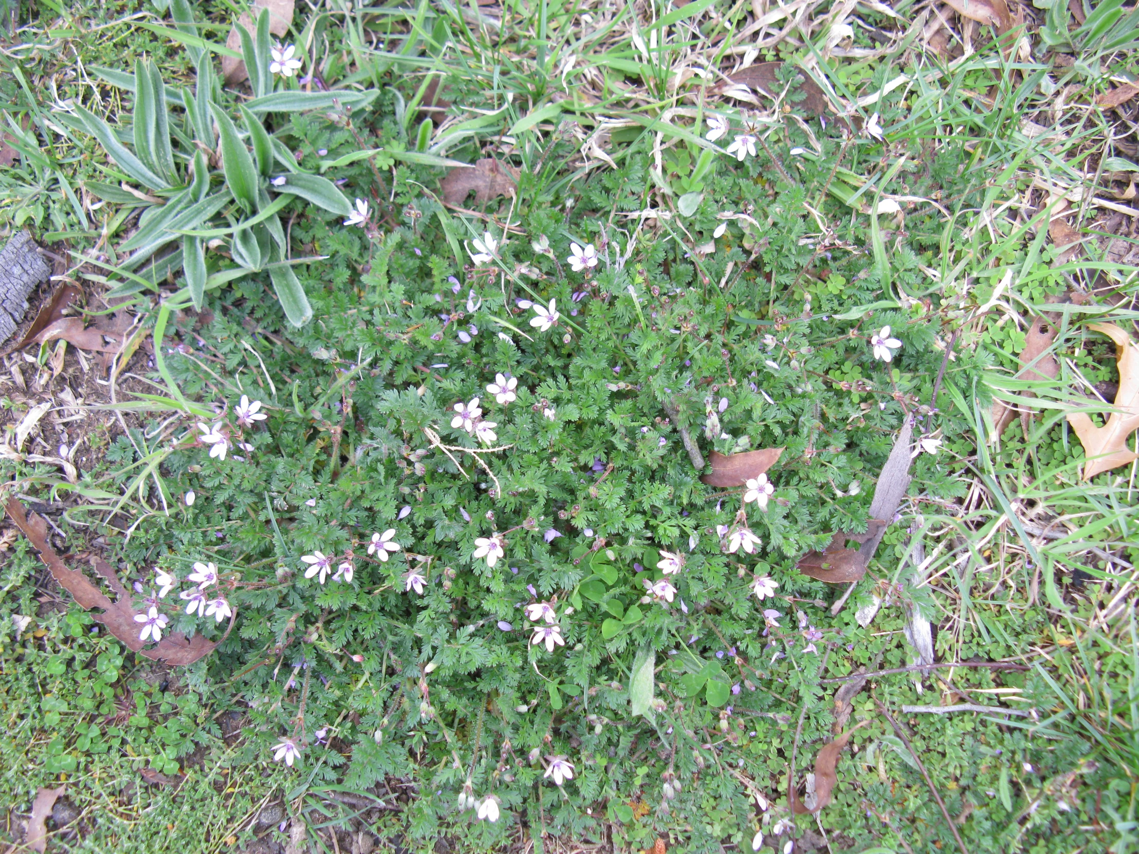 a white flower on the side of a road