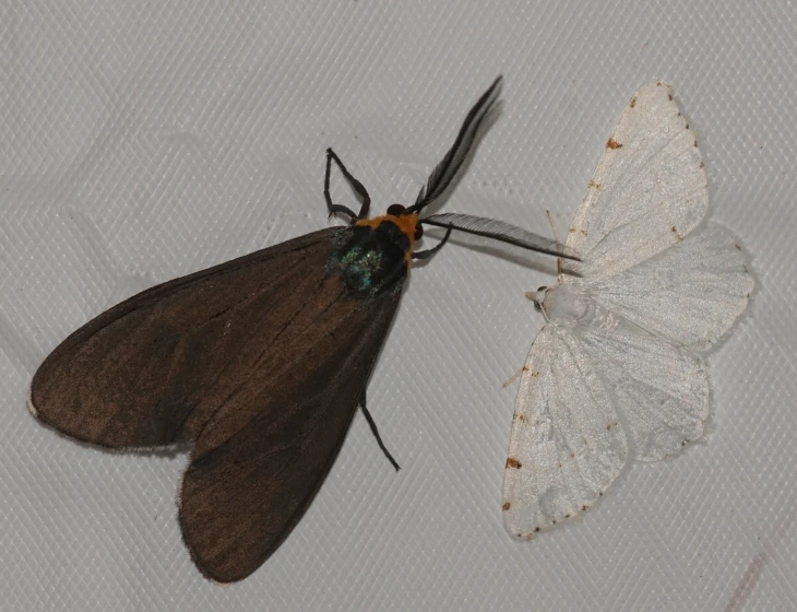 a close up view of a brown and white moth on white cloth