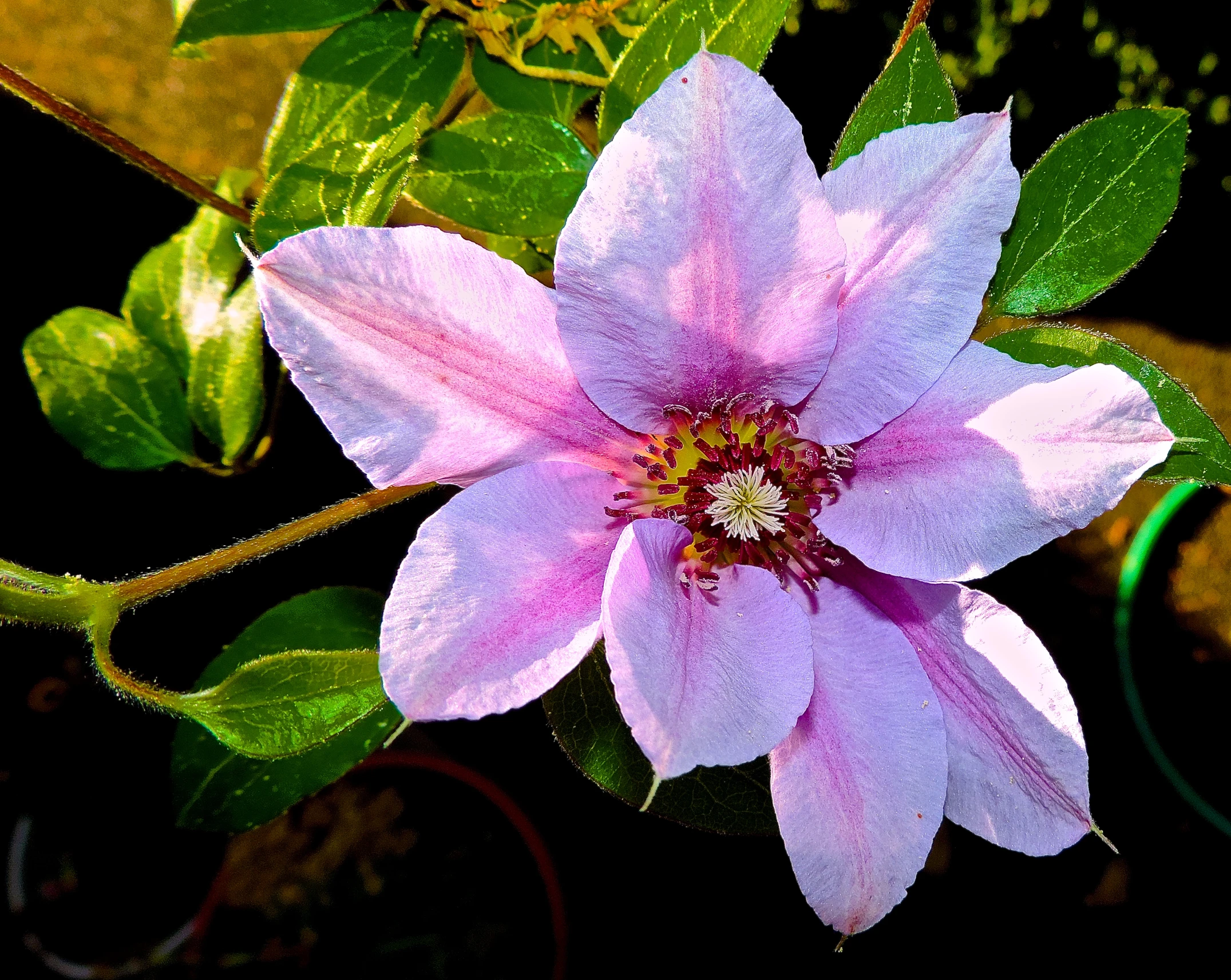 a single flower growing from a plant with green leaves