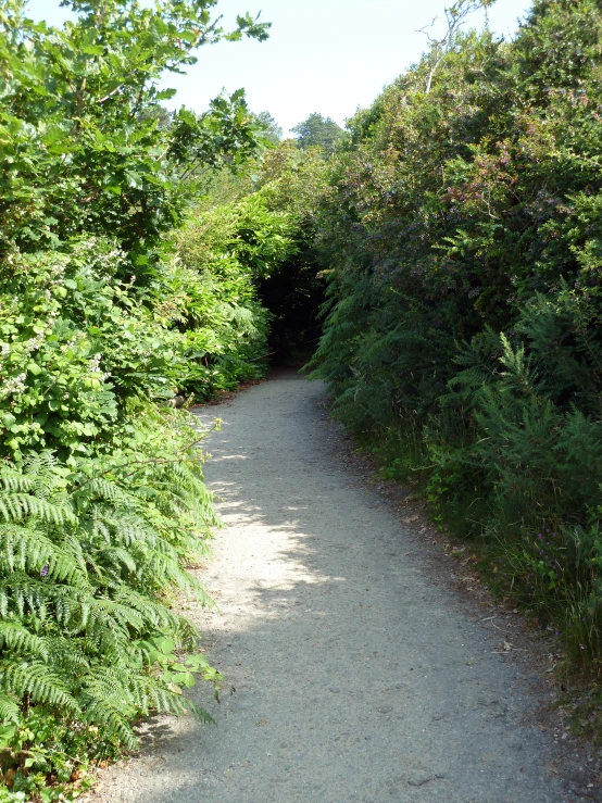 a small tree lined path in the woods