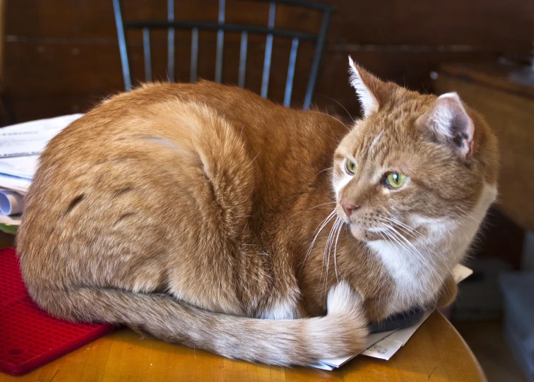 a fat cat laying on top of a brown wooden chair