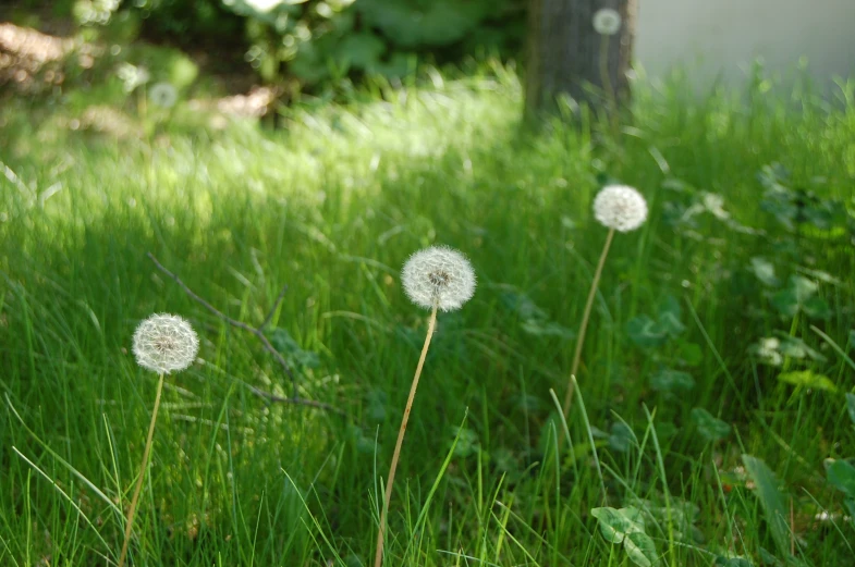 white dandelions that are in the grass