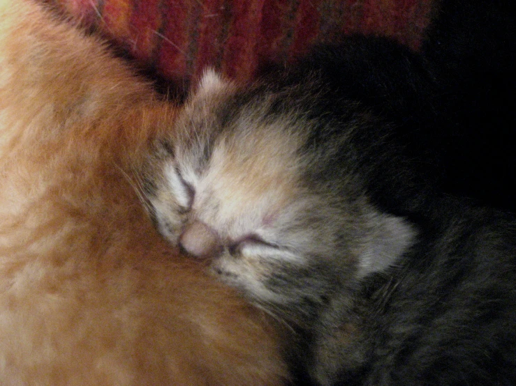 this is an image of the face of a sleeping kitten