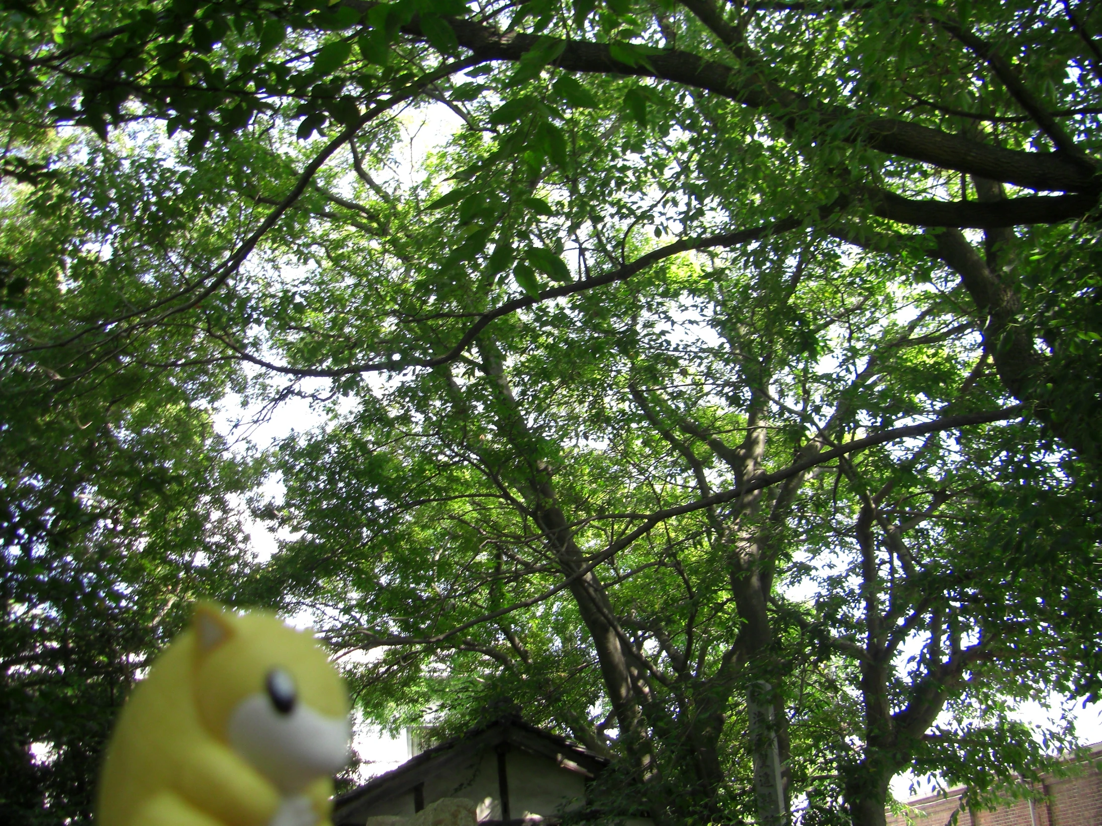 the toy is near many trees and a house