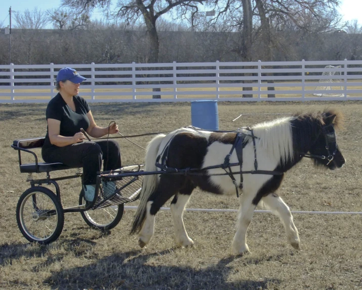 an older woman is riding a cart pulled by a horse