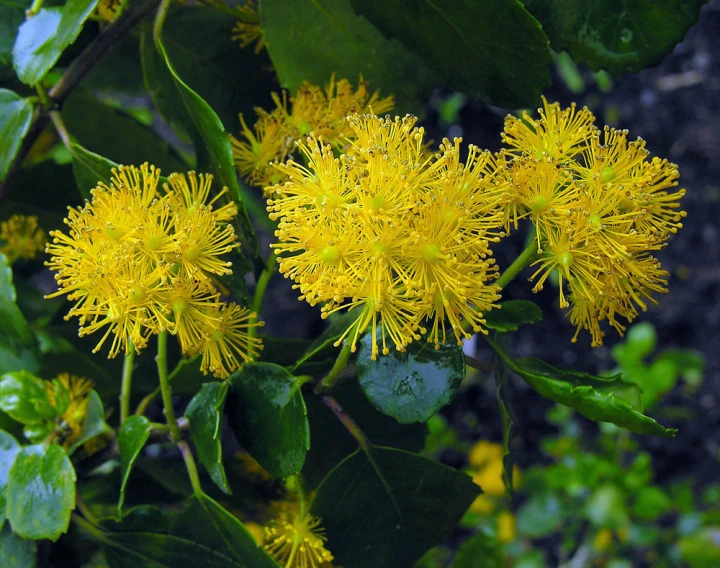 a flower on the side of the road with leaves