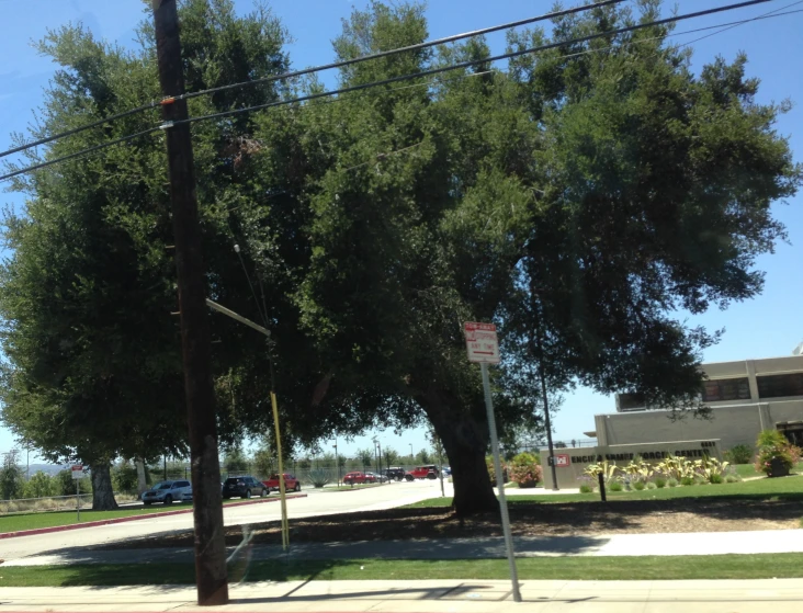 a stop sign by a tree on the corner of a street