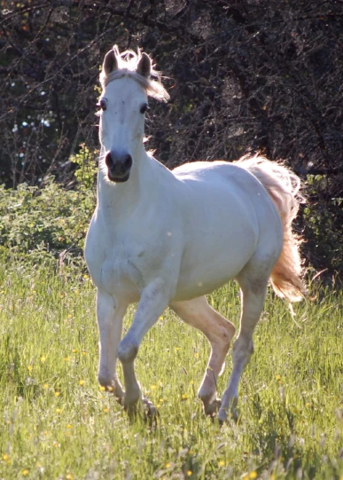 a white horse running across a grass field