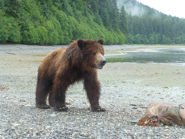 a brown bear is walking on a gravel area near some water