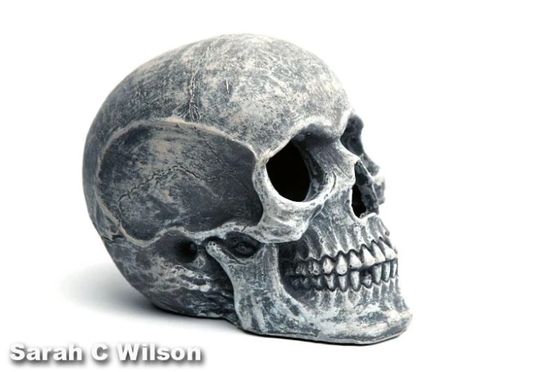 a gray colored human skull with black markings