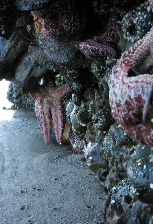 starfish and an octo on the reef of a coral reef