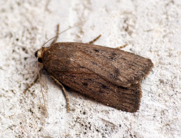 a close up image of a brown moth on the ground