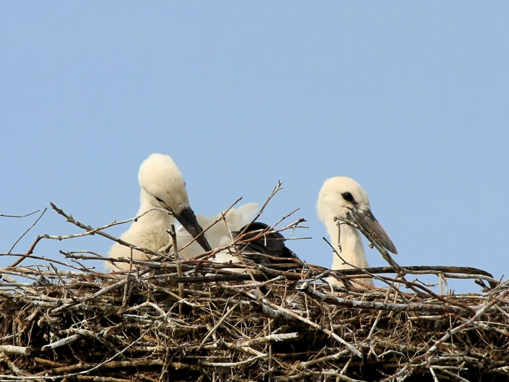 three large birds sitting together in a nest