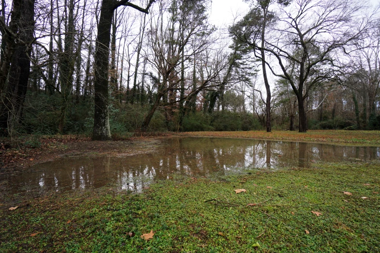 a dle of water surrounded by trees and grass