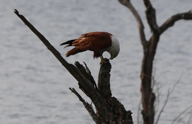 the bird is sitting on top of the dead tree