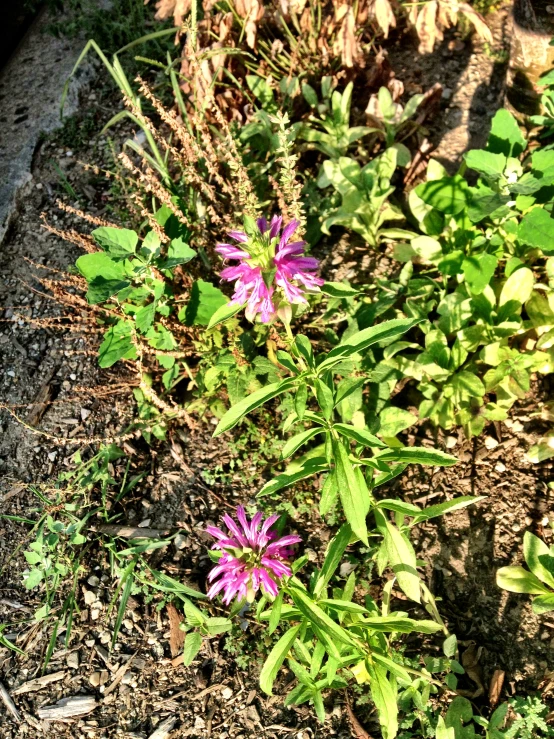 a small purple flower in front of green leaves and dirt