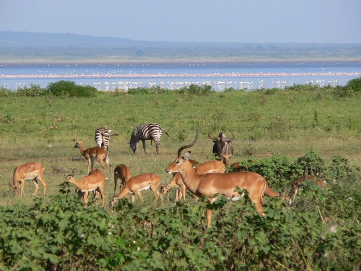 some animals that are eating in a field